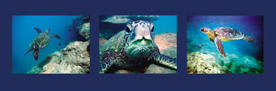 Honu triptych