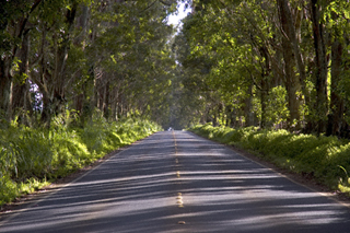 Tree Tunnel