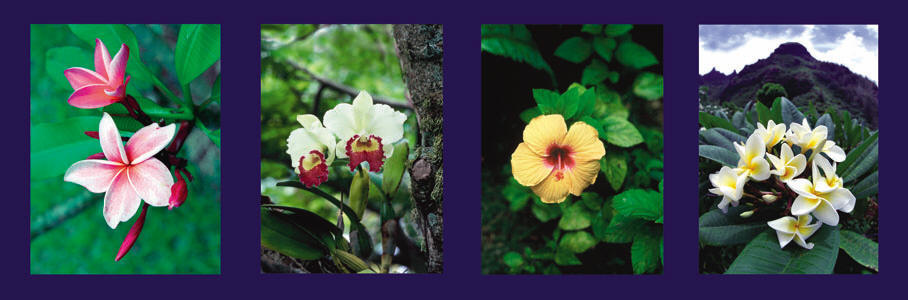 Tropical Flowers Panorama