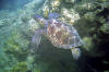 Turtle at Tunnels